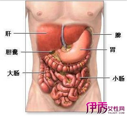 肝在右上腹,脾在左上腹,胃在中上腹,肾在左右两侧的中腹,在左下腹的