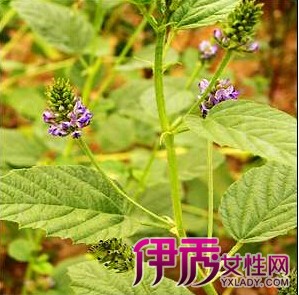 ����֬�Ĺ�Ч������