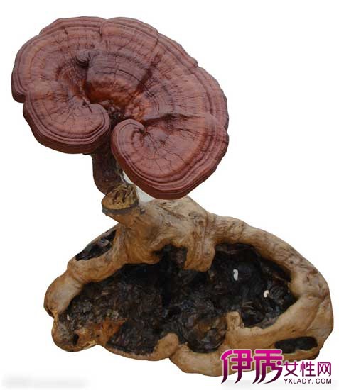 灵芝不能和什么同吃