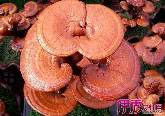 ��֥���ܺ�ʲôͬ��