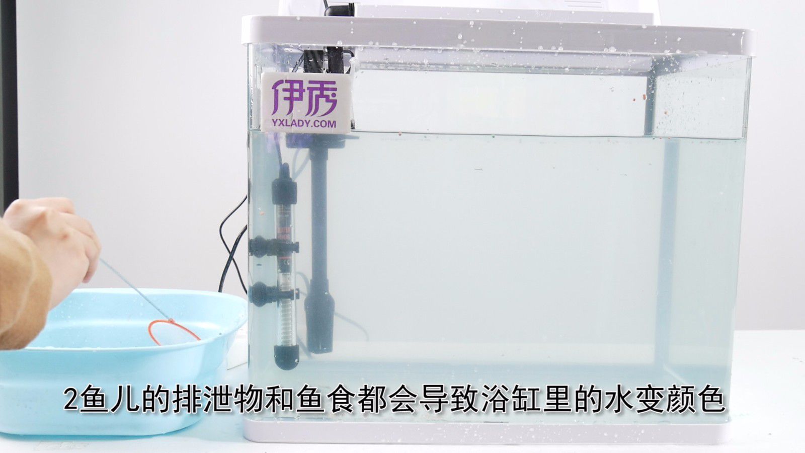 鱼缸里的水发绿怎么办 解决办法你真的知道吗 鱼缸里的水发绿怎么办