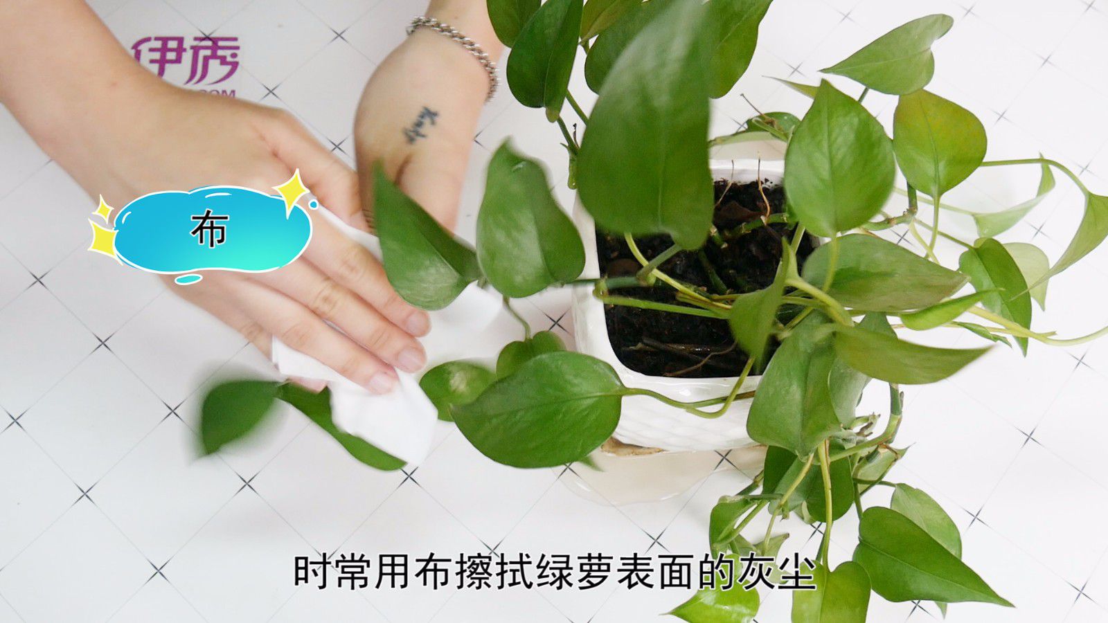 ����Ҷ�ӷ�����ô��