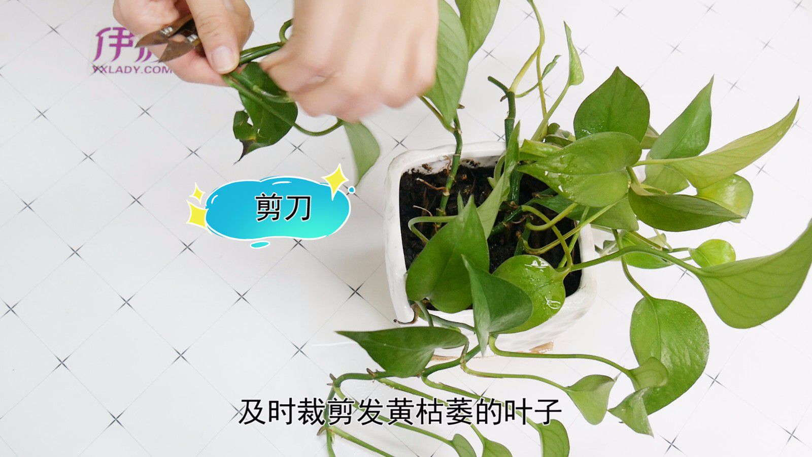 ����Ҷ�ӷ�����ô��