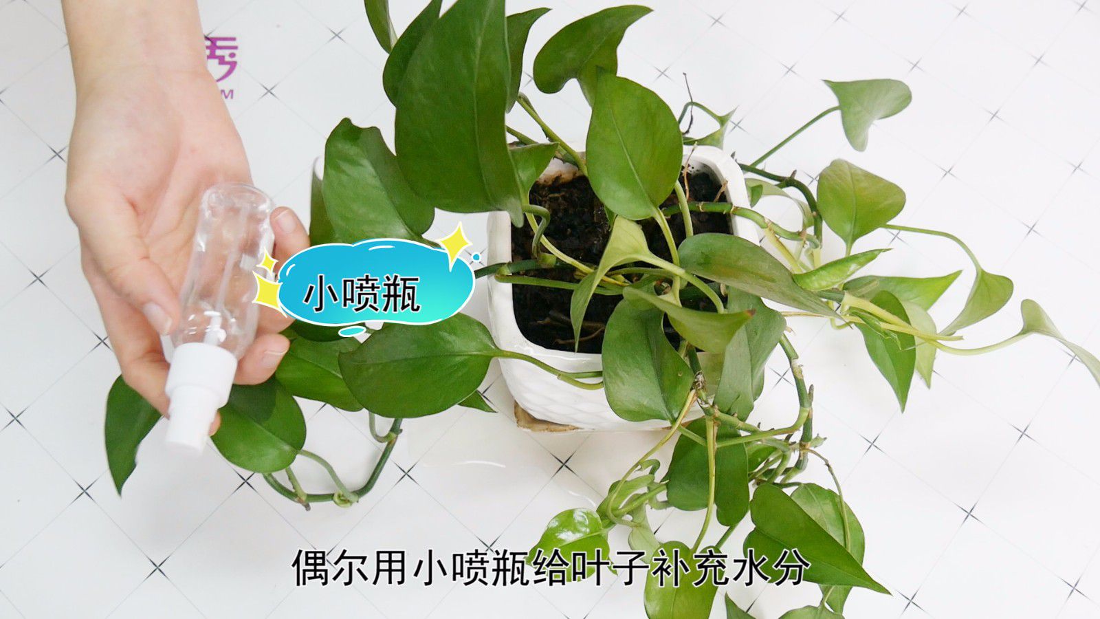 ����Ҷ�ӷ�����ô��